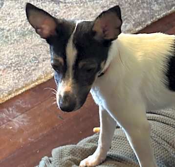 Photo of Maisy