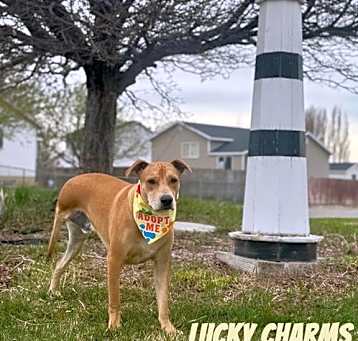 Photo of Lucky Charms