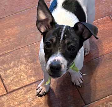Photo of Biscuit