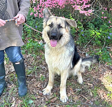 Photo of Apollo 