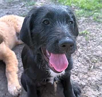 Photo of Bella