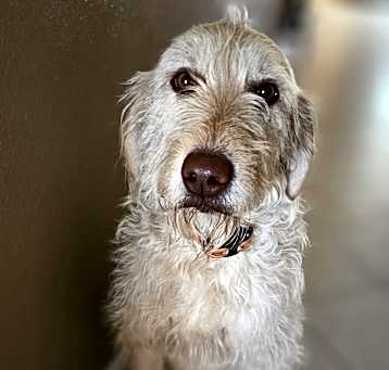 Photo of Pheobe