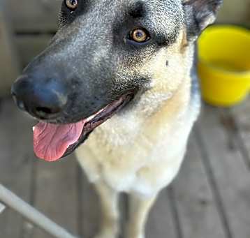 Photo of Kodah