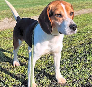 Photo of Cheddar
