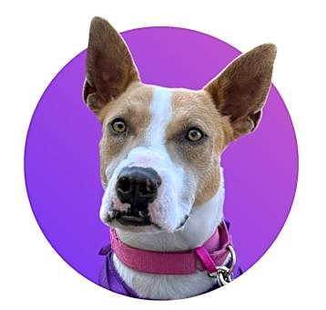 Photo of Sadie