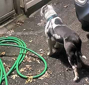 Photo of Blue