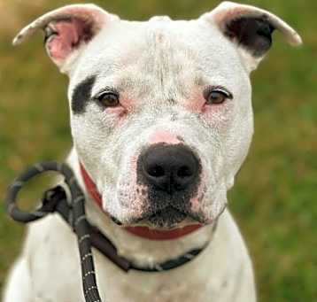 Photo of SCOTTIE