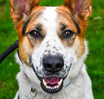 Photo of Scout