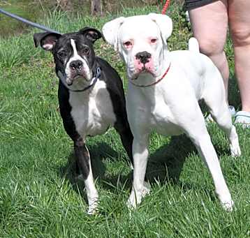 Photo of Tyson & Ali [Tyson Adopted]