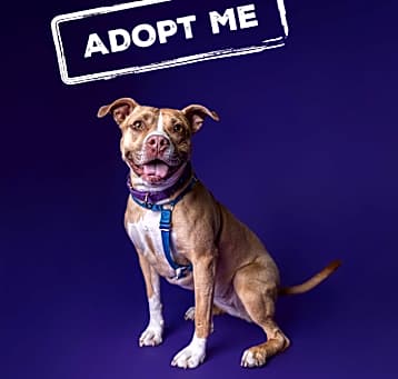 Photo of Butters - Pocket Pitty