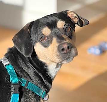 Photo of Rascal