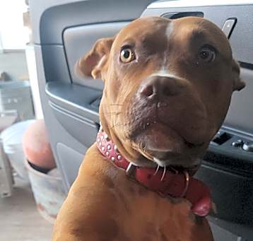 Photo of Penny