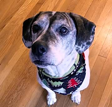 Photo of Hunter