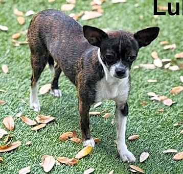 Photo of LuLu