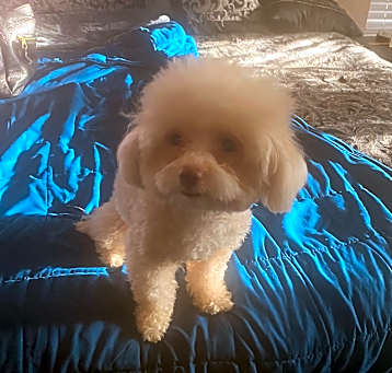 Photo of Bellarose