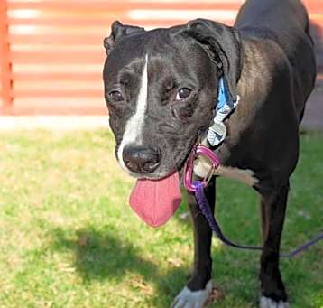 Photo of DUTCHESS