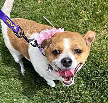 Photo of Silly Tillie