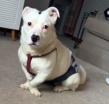 Photo of Tommy