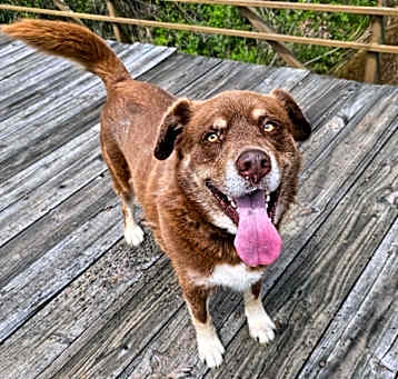 Photo of BB-Buster Brown