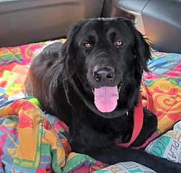 Photo of Shadow