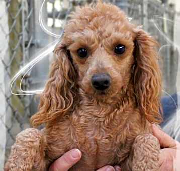 Photo of Clover