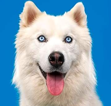 Photo of Dandy