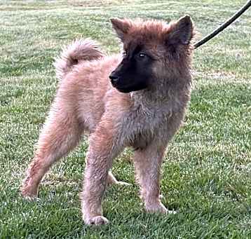 Photo of Stryker-14wks-Neuter Contract Required $425