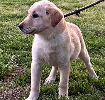 Photo of Cooper-12wks