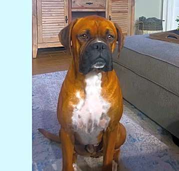 Photo of Champ III