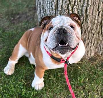 Photo of Angus