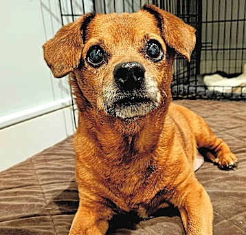 Photo of Cash (sweet lil' grump!)
