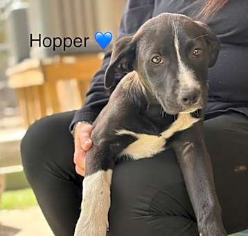 Photo of Hopper