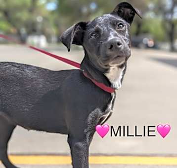 Photo of Millie