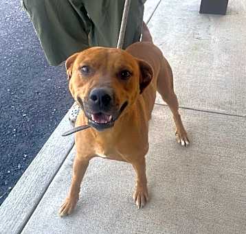 Photo of Romeo