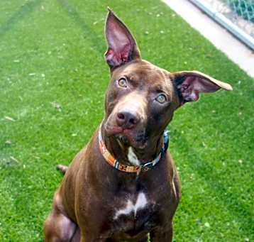 Photo of Scooby