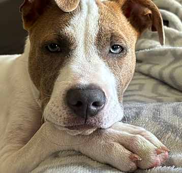 Photo of Bronson
