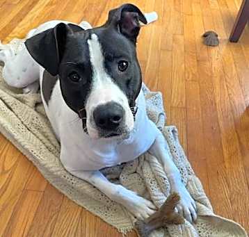 Photo of Scout (COURTESY POST)