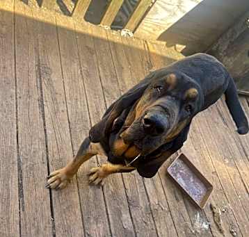 Photo of Biskit: “My Home to Yours”