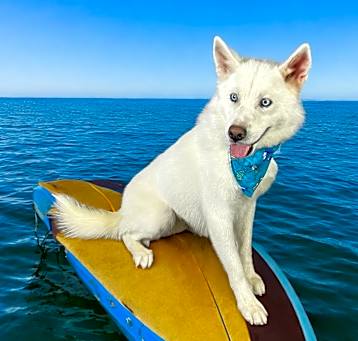 Photo of Ghost