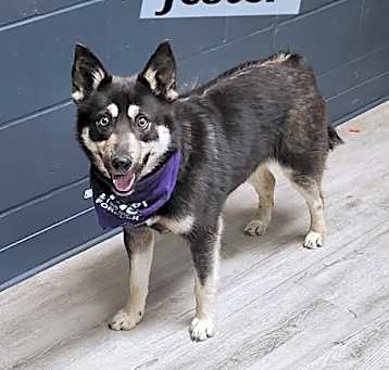 Photo of Jester