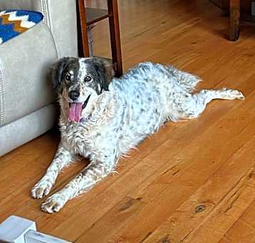 Photo of Maizey