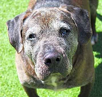 Photo of Whiskey Wombat