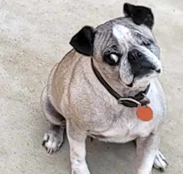 Photo of Bella