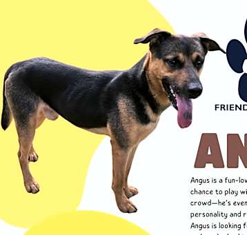 Photo of Angus