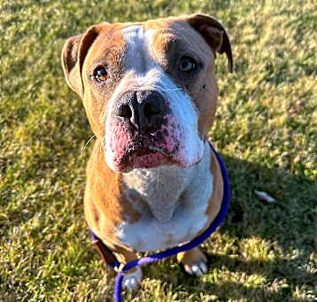 Photo of BRUNO