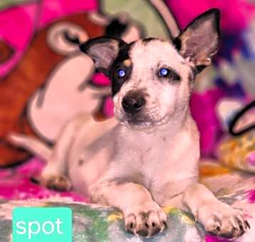 Photo of Spot KK