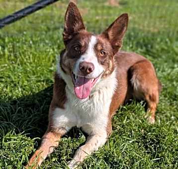 Photo of Archie
