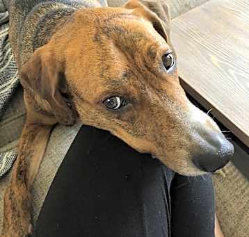 Photo of Otis