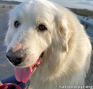 Photo of Lubka in OH - pending