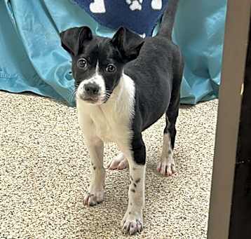 Photo of Dasher